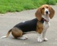 /album/ra%c3%a7as%20de%20cachorros%20%2c%20%28%3a/basset-artesiano-normando-1-jpg/
